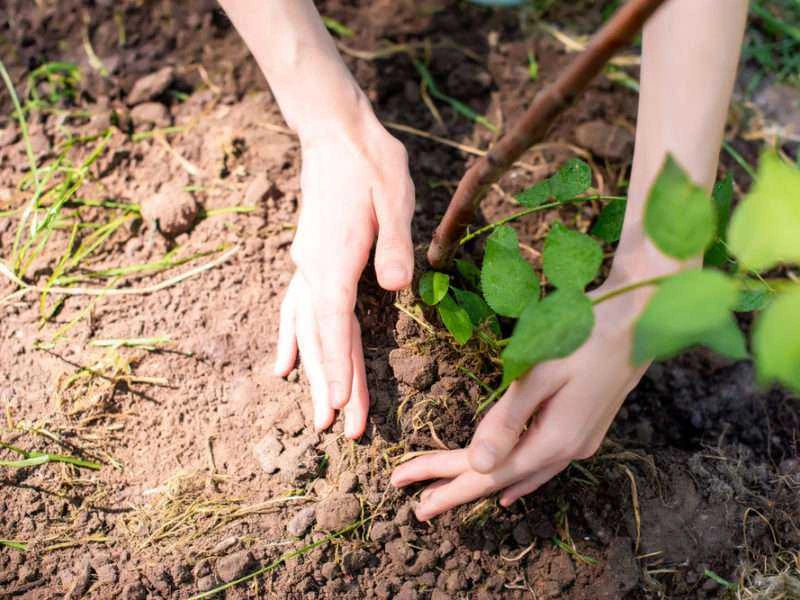 Tree Planting